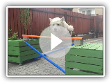 West Highland White Terier - Flicka, sztuczki, tricks :)
