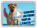 Soft Coated Wheaten Terrier - TOP 10 Interesting Facts