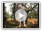 Dexy - 7 Month Old Soft Coated Wheaten Terrier - 2 Weeks Residential Dog Training