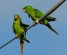 Green Parakeet (Aratinga holochlora), McAllen, Texas