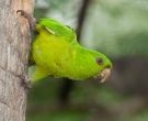 Aratinga-Verde-(3)