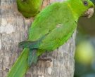 Aratinga-Verde-(4)