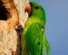 Aratinga-Verde-(5)
