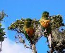 Aratinga-de-Pinceles-(2)