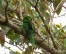 Aratinga-de-Pinceles-(3)