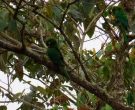 Aratinga-de-Pinceles-(4)