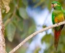 Aratinga-de-Pinceles-(5)
