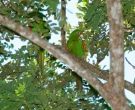 Aratinga-Cubana-(3)