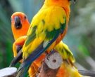 Aratinga-Sol-(2)