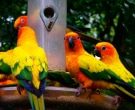 Aratinga-Sol-(3)