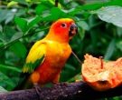 Aratinga-Sol-(4)