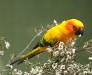 Aratinga-Sol-(6)
