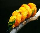 Aratinga-Sol-(7)