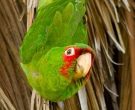 Aratinga-de-Guayaquil-(3)