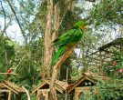 Aratinga-gorgirroja-(2)