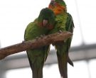 Aratinga-gorgirroja-(3)