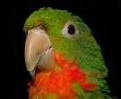 Aratinga-gorgirroja-(4)