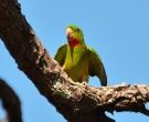 Aratinga-gorgirroja-(5)