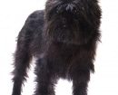 affenpinscher