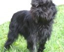 affenpinscher