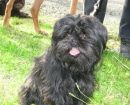 affenpinscher