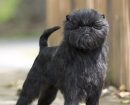 affenpinscher