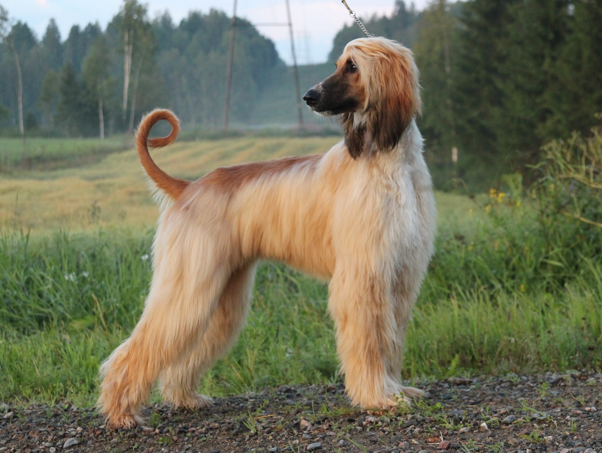 Afghan Hound Dogs breeds Longhaired sighthound Pets