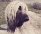 Afghan Hound
