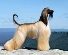 Afghan Hound