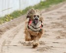 Afghan Hound