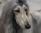Afghan Hound