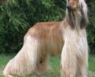 Afghan Hound