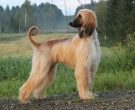 Afghan Hound