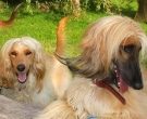 Afghan Hound