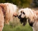Afghan Hound