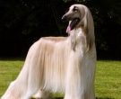 Afghan Hound