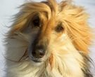 Afghan Hound