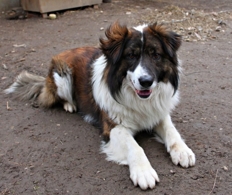 The Aidi Dog Breed: A Guide to Characteristics, Care, and History 2 Aidi Breed Highlights