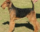 Airedale terrier