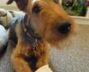 Airedale terrier