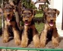 Airedale terrier