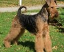 Airedale terrier