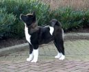 Akita Americano