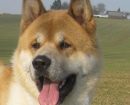 Akita Americano