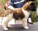 Akita Americano