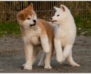 Akita Inu