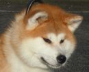 Akita Inu