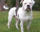 Alapaha Blue Blood Bulldog