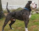 Alapaha Blue Blood Bulldog