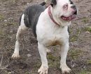 Alapaha Blue Blood Bulldog